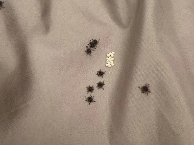 兴华四害防控中心床垫长虫子怎么处理？