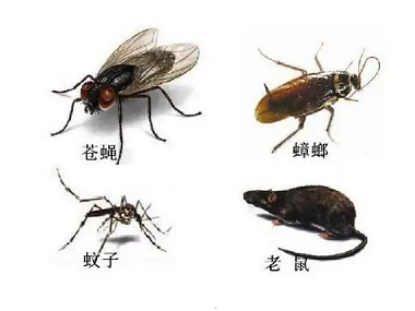 棠下病媒生物防控所治理蟑螂蚊蝇虫害方法，居家、商用通用